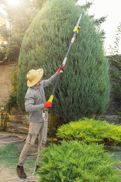 Best Tree Care Services  in Val Verde, CA